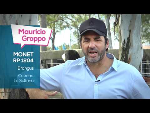 PALABRA DE CRIADOR • "MONET" por Mauricio Groppo, de Cabaña La Sultana • ST GENETICS ARGENTINA