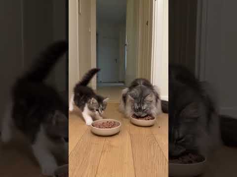 Full Speed… Until He Spotted Food! 🐱💨😂