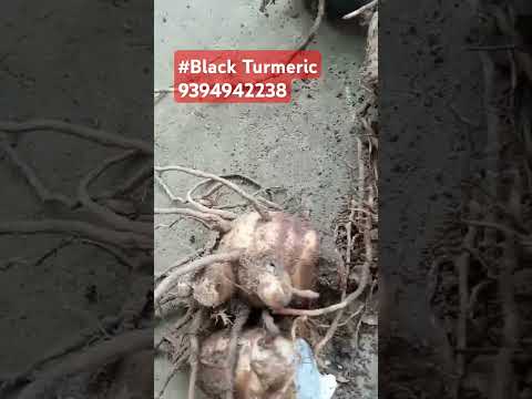 Black turmeric, 1 kg, finger