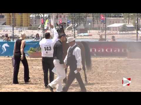 N.143 SG GANDALF - Menton 2015 - Stallions 8 years old & above (Class 10)