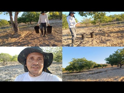 MAIS UM DIA DE SERVIÇO, AQUI NO NOSSO SERTÃO, DE OCARA CEARÁ, NO SÍTIO DO ANTÔNIO DA MELOSA 