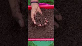 New technique for making organic fertilizer #organicgardening #fertilizer #farming #viral #shorts