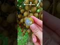 Do You Like Longan Thai Fruit Fruit Longan Shorts