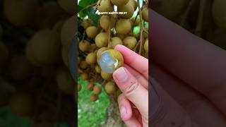 Download lagu Do you like longan? (Thai fruit)   #fruit #Longan #shorts mp3