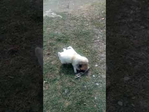 Free pom mix  puppies