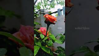 Latest flower WhatsApp status (POCO X2 )#slow-mo