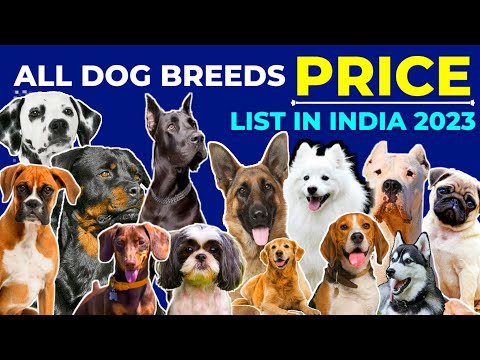 All Dog Breeds And Their Price 2024 | German Shepherd | Rottweiler | Labrador | Pug | Beagle | Husky