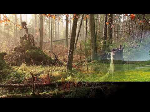 Heinz Bövers Land dunkler Wälder