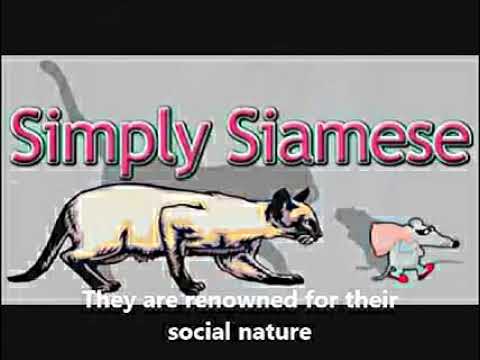 Siamese