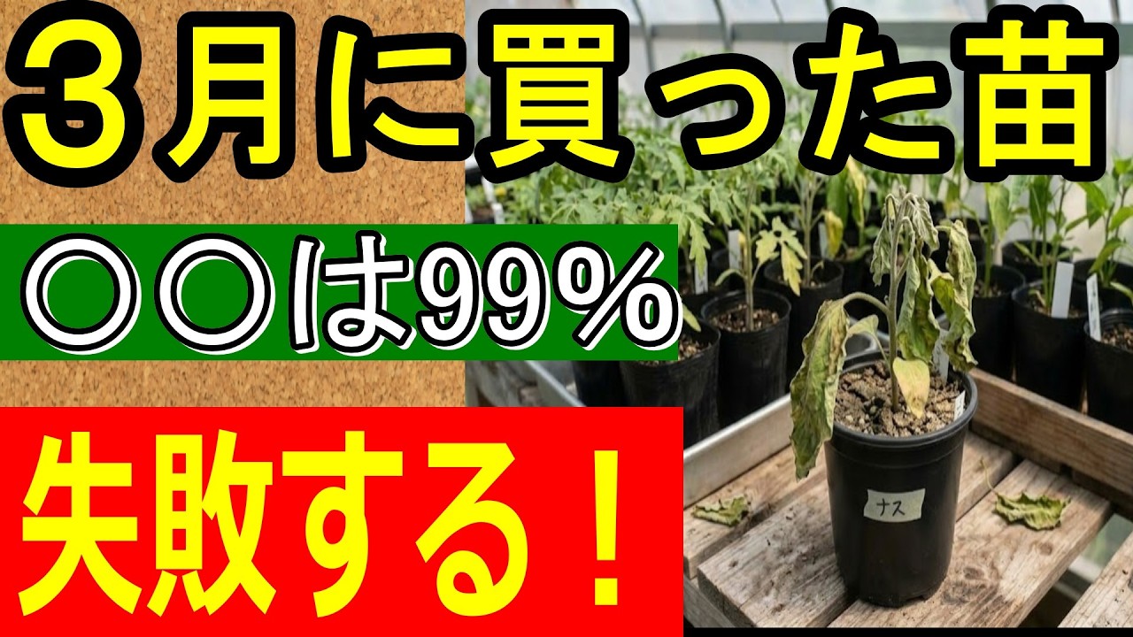 【夏野菜】3月に買った苗をそのまま畑に植えると失敗します！全滅を防ぐ正しい対策【家庭菜園】