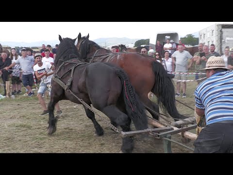Cai probe de tracțiune Locul 1 la dublu Negrești Oaș 7 August 2021