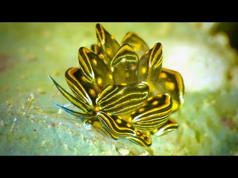 Coral Triangle Critters – 1 - scuba diving video