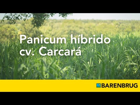 , title : 'Conheça o Panicum híbrido cv. Carcará'