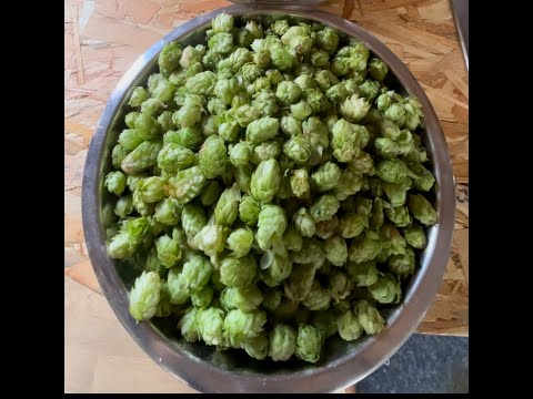 Kolsch Fresh Hop brew day - Fresh Hallertau hops are picked and used in the brewery within 16 hours