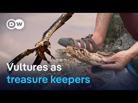 Vultures collected this for 700 years | Focus on Europe