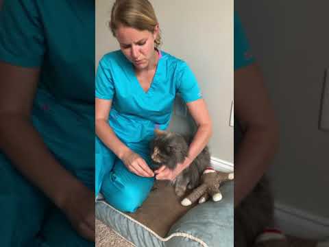 How To Apply Topical Medication to Your Cat