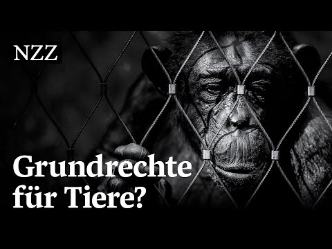 Affe, Elefant, Mastschwein: Was wäre, wenn auch Tiere Grundrechte hätten?