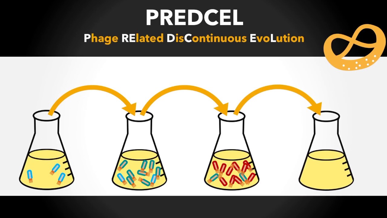 Accelerated evolution in depth - The scientific background (iGEM Heidelberg 2017)