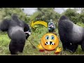 The Funniest GORILLA Compilation People S Close Encounters With GORILLAS