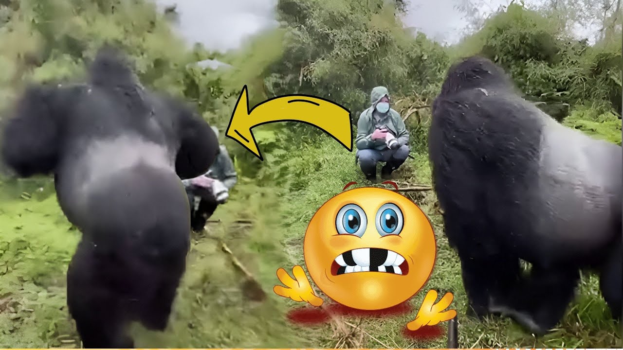 The Funniest GORILLA Compilation.. People's Close Encounters With GORILLAS.😳