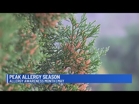 Kxan Austin Allergy Forecast