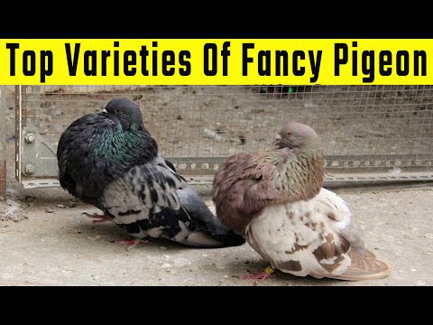 , title : 'Top Varieties Of Fancy Pigeon'