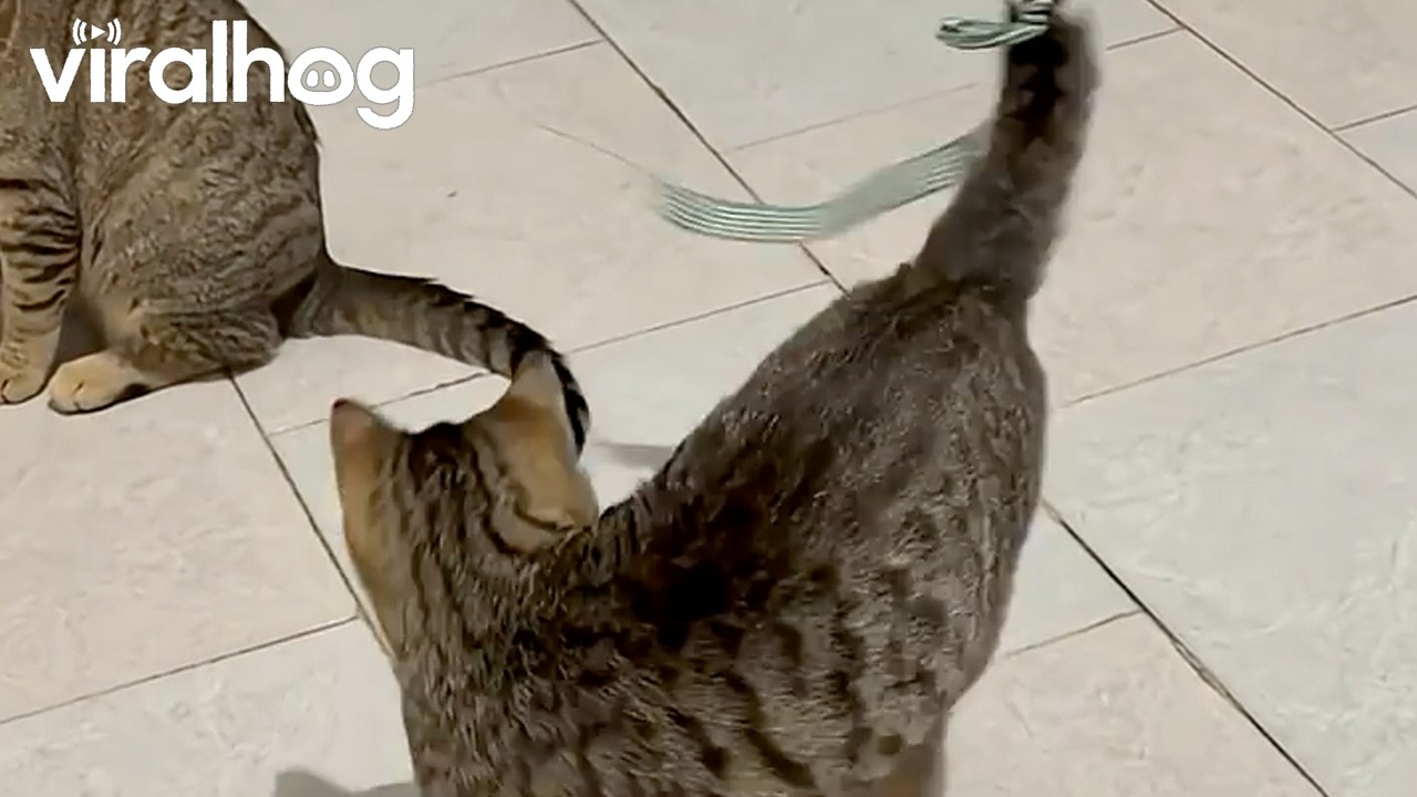 Kitten Chasing Ribbon || ViralHog