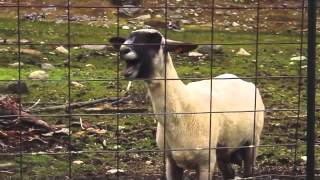 Cherri Bomb-The Pretender ft. Goats