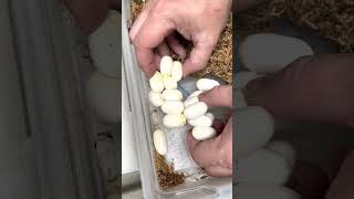 This tiny snake laid all those eggs! #shorts
