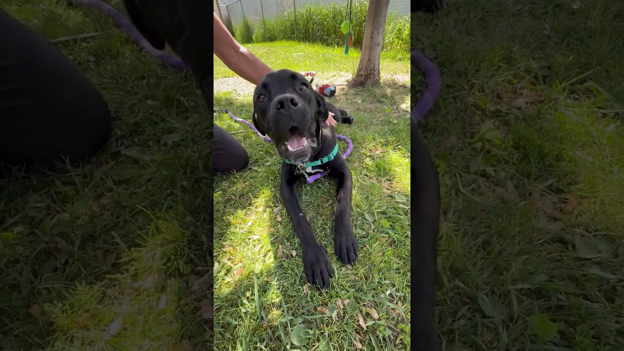 Jolene - fun loving, silly, sweet little girl, a ADOPTABLE mixed breed in Oshkosh, WI video 3/6