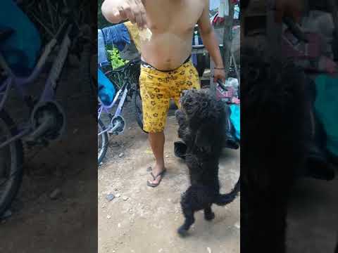 #elbailedelperrito😂😂😂