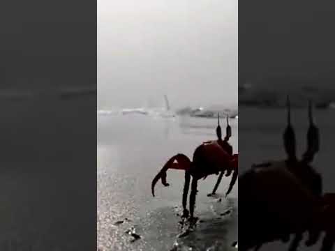 Beautiful crab walking near sea beach...#crab #sea_beach #animal #fishing #sea_fish