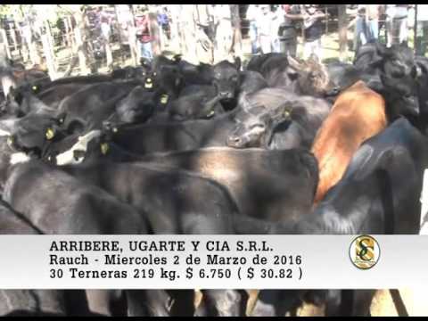 02-03-16 Venta de Hembras - Arribere, Ugarte y Cia S.R.L. - Rauch.