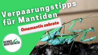 Verpaarungstipps für Mantiden/Mantodea - Omomantis zebrata