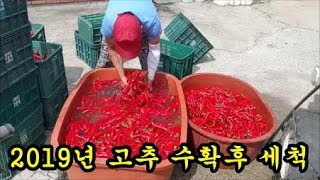 고추농사 고추세척하는방법을 이야기 해보았습니다