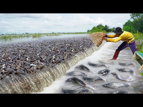 Top5 Videos Catching & Catfish on the Road Flooded - Amazing Fishing A lot Fish
