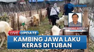 Kambing Jawa Kini Jadi Primadona Masyarakat Jelang Idul Adha di Tuban, Harga Masih Relatif Stabil