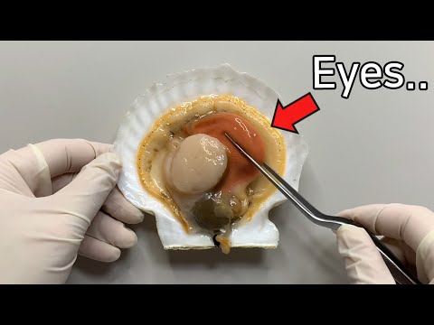 Scallop has 200 eyes ! - Scallop Dissection