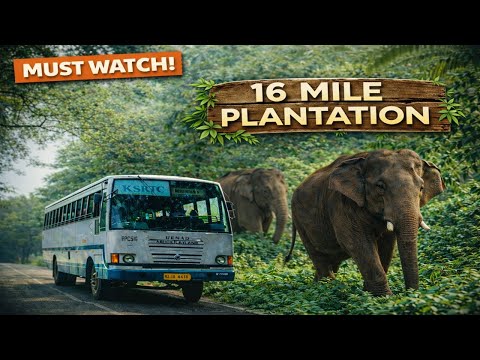 kallady (New Forest Bus Route) 16m Mile plantation,