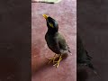 Myna மைனா