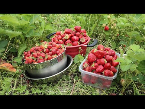 download lagu mp3 mp4 Strawberry Harvest Time, download lagu Strawberry Harvest Time gratis, unduh video klip Strawberry Harvest Time