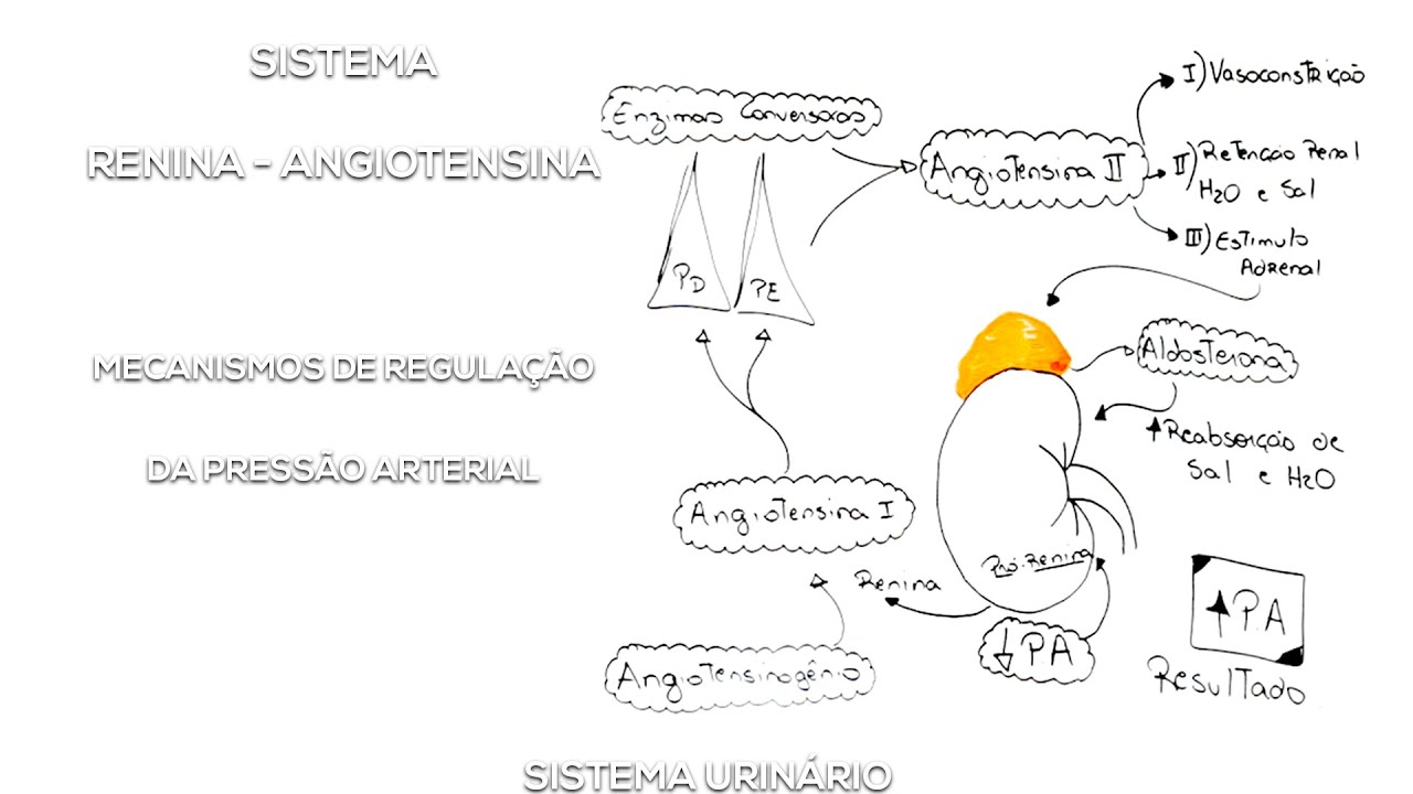 Sistema Renina - Angiotensina - Aldosterona: Regulação da PA