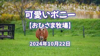 2024年10月22日 可愛いポニー【おひさま牧場】