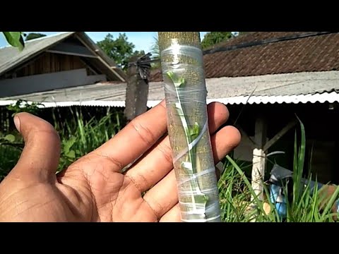 Grafting orange tree