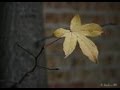 The Last Leaf - A parable of Easter (Part 1) 