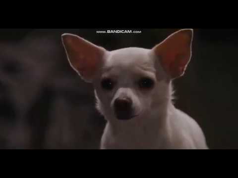Beverly Hills Chihuahua - Chloe's Bark