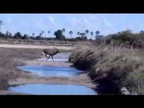 Jumping lechwe @ Jao!