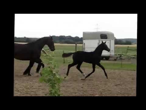 Fintana v. Finest x Sancisco x Lord Kemm *for sale*