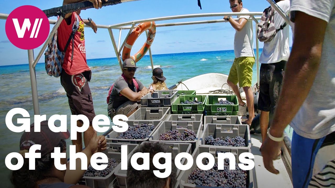 Polynesia - A vineyard on a desert island | Worldwide Wine Civilizations