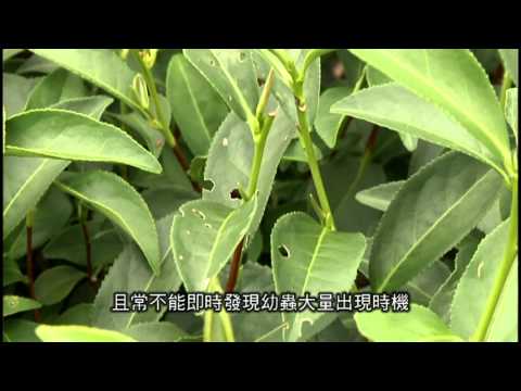 科技大展-茶園害蟲監控